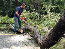 How Our Tree Care Process Works  in  Castro Valley, CA