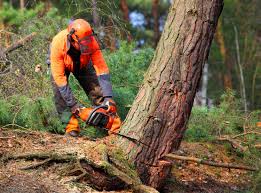 Best Tree Trimming and Pruning  in Stro Valley, CA