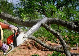 Best Emergency Tree Removal  in Stro Valley, CA