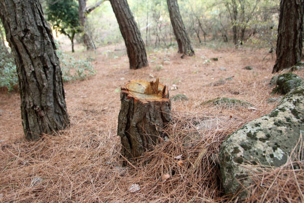 Best Stump Grinding and Removal  in Stro Valley, CA