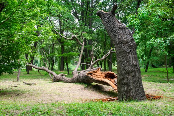 Tree and Shrub Care in Castro Valley, CA