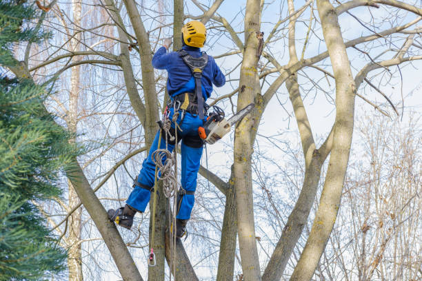 Professional Tree Care in Castro Valley, CA